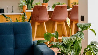 The Best Houseplants for Shade