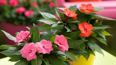 Children will Love to Give these Plants to Mum