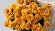 Autumn Flowers: Floral Trends and Colour Palettes