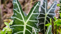 Large leaved Houseplants