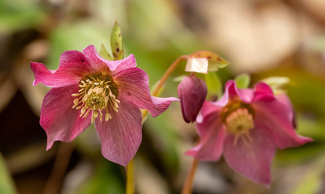 Winter Flowers Hellebore