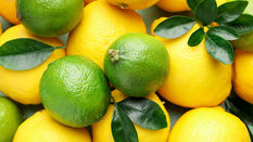 Seasonal Foliage - A Dash of Lemon and Lime