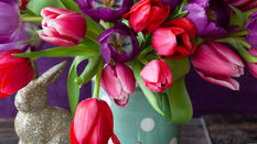 Easter Flowers and Houseplants