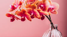 Phalaenopsis as a Cut Flower