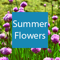 Summer flowers button