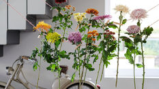 Chrysanthemums featuring Floristry Tips from Su Whale