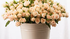 Spray Roses - How to make the most of this versatile flower