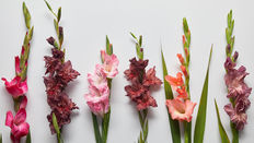 Gladiolus - An Autumn Classic featuring Floristry Tips from Su Whale