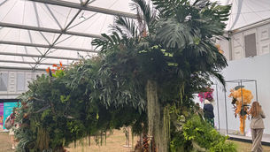 Su Whale Meets Acacia Design Studio at RHS Chelsea Flower Show 2026