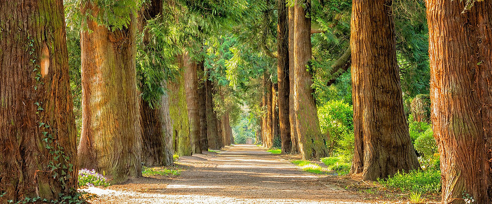 Trees Header.jpg