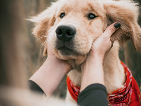 Why Every Child Doesn't Learn the Same Way – And How Therapy Dogs Can Help
