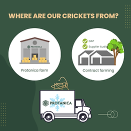 Where are our protanica cricket from?