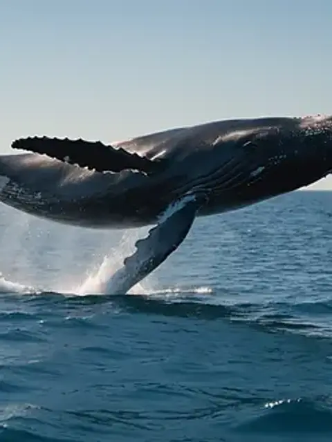 Eye-level view of a whale breaching the water's surface