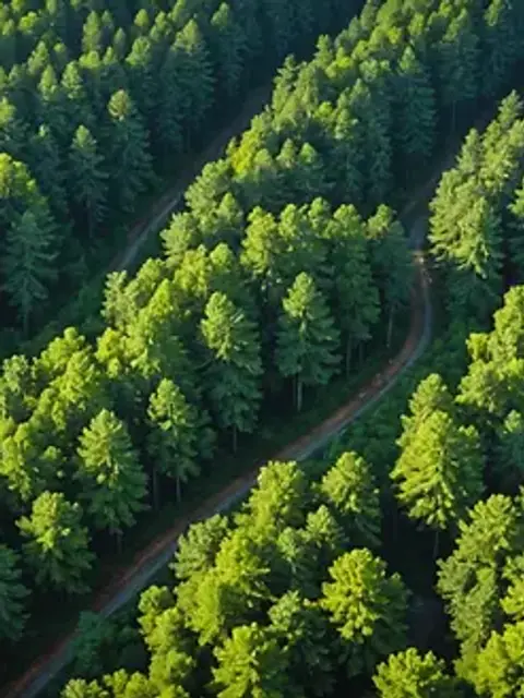 High angle view of a forest representing the area where John Bell first encountered the strange creature