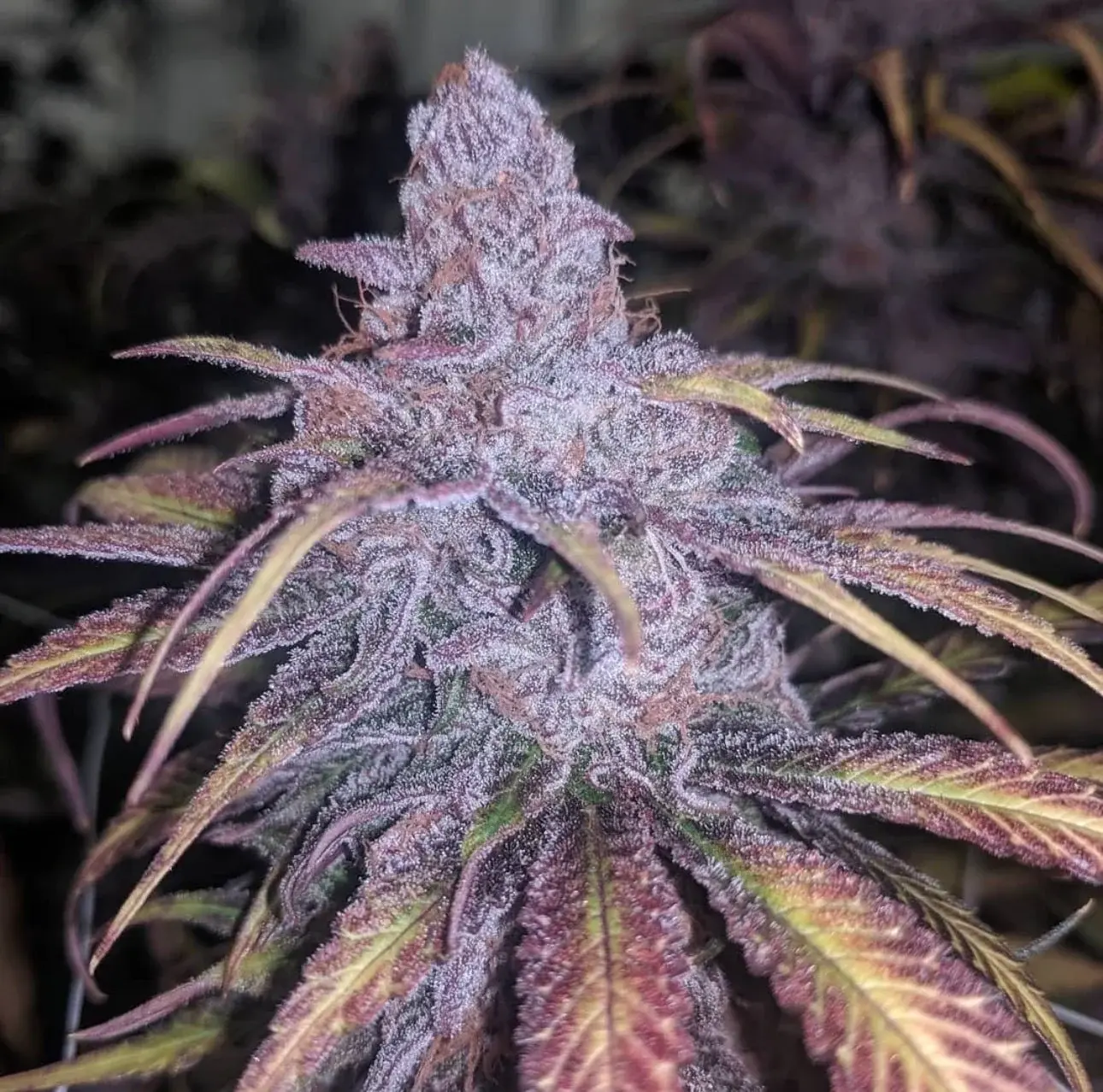BLACK CHERRY PIE - foto fem.