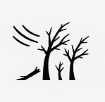 Tree_Wind Storm.jpg