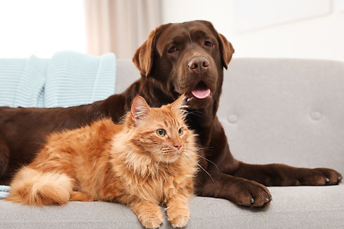 DOG AND CAT COVER - RESIZE-min.jpeg