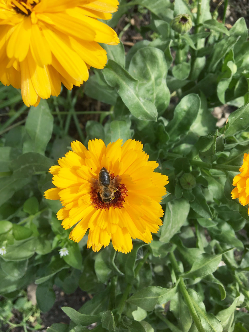Miniaturbild: Ringelblume gelb