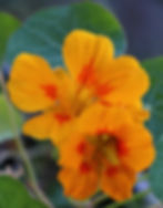 Kapuzinerkresse, Kapuzinerblüte orange