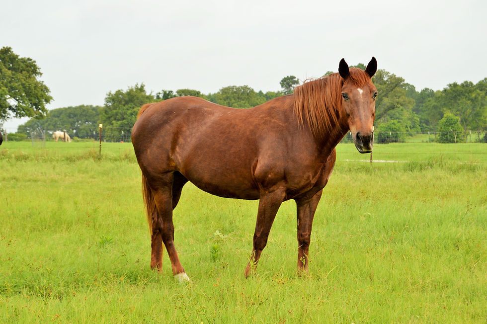 Sandy Brown