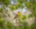 CapeMayWarbler.jpg