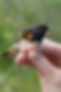 The Fight for Flight Key Art_Portrait_NoTitle.jpg