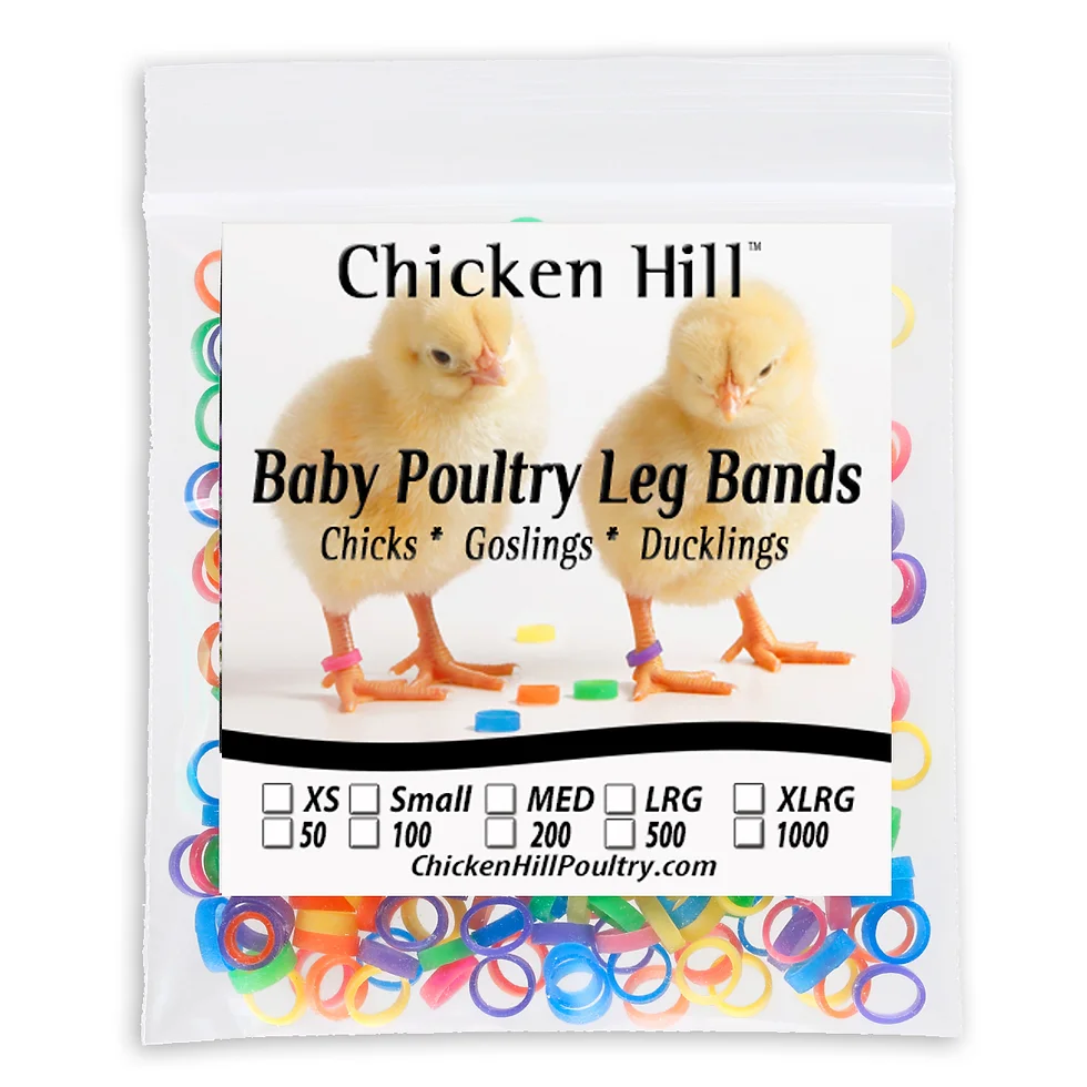 Baby chick bands