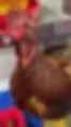 Perfect Peeper with Nylon Pin Chicken