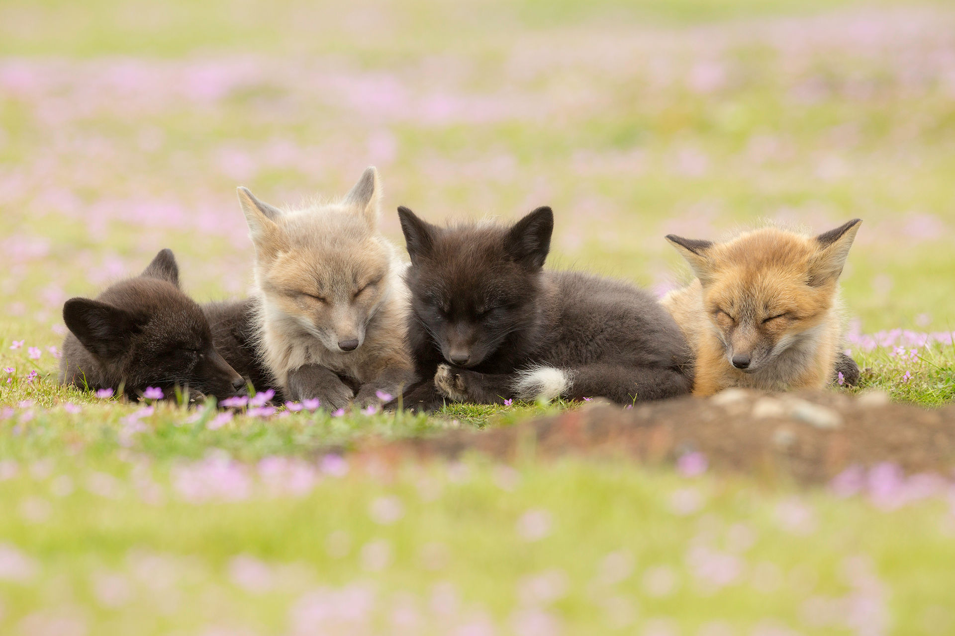 Afternoon Snooze - Matted Print