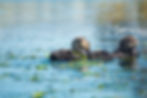 Two sea otters wrap themselves in eel grass in Elkhorn Slough, California. Photographed by Chase Dekker.