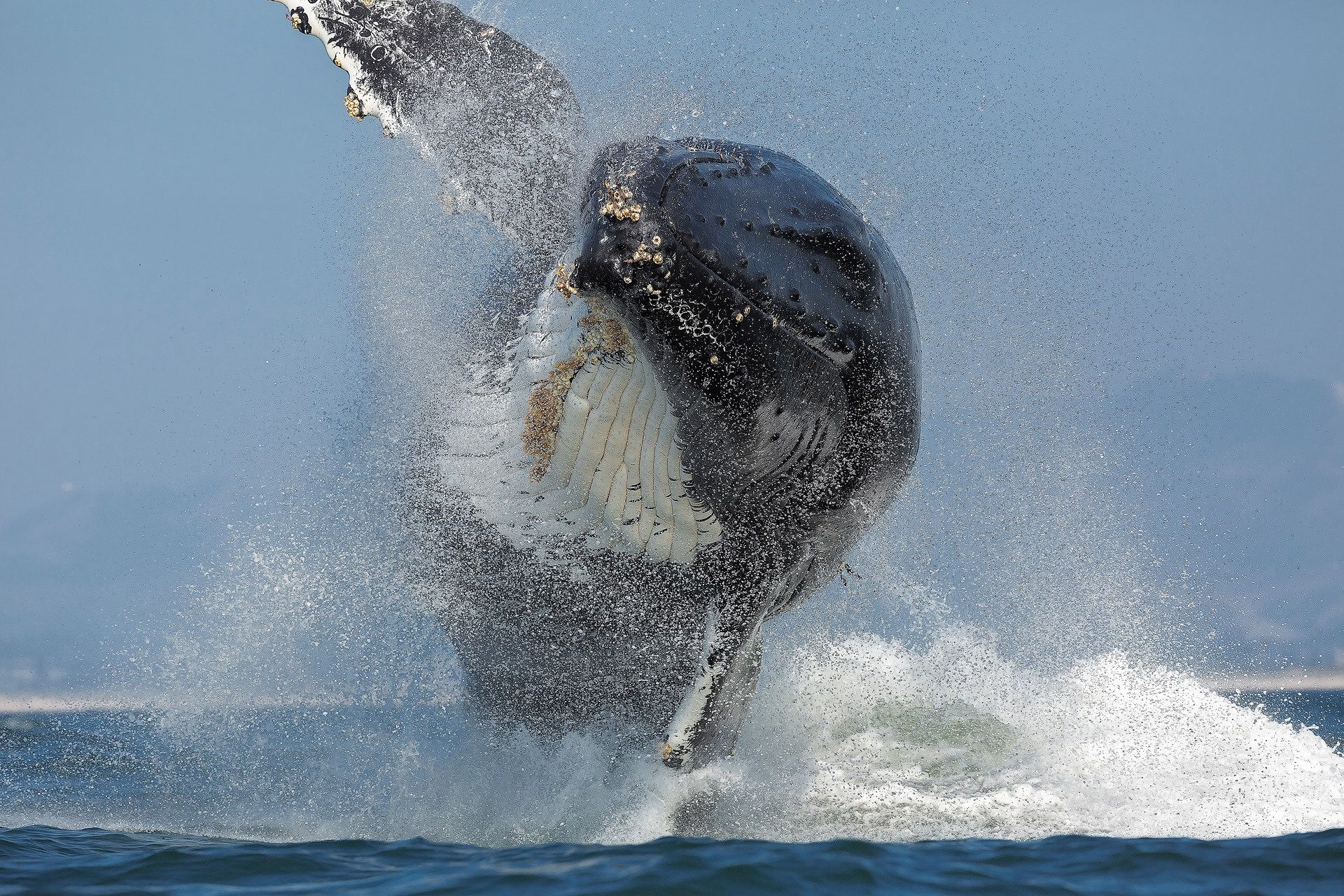 Flying Humpback - Matted Print