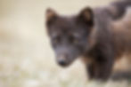 An arctic fox stares wide-eyed as it hunts during Chase Dekker's Iceland photography workshop.