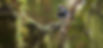 Acorn_Woodpecker_insta_edited.jpg