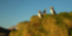 Three puffins stand outside their burrows basking in the evening sun during Chase Dekker's Iceland photography workshop.