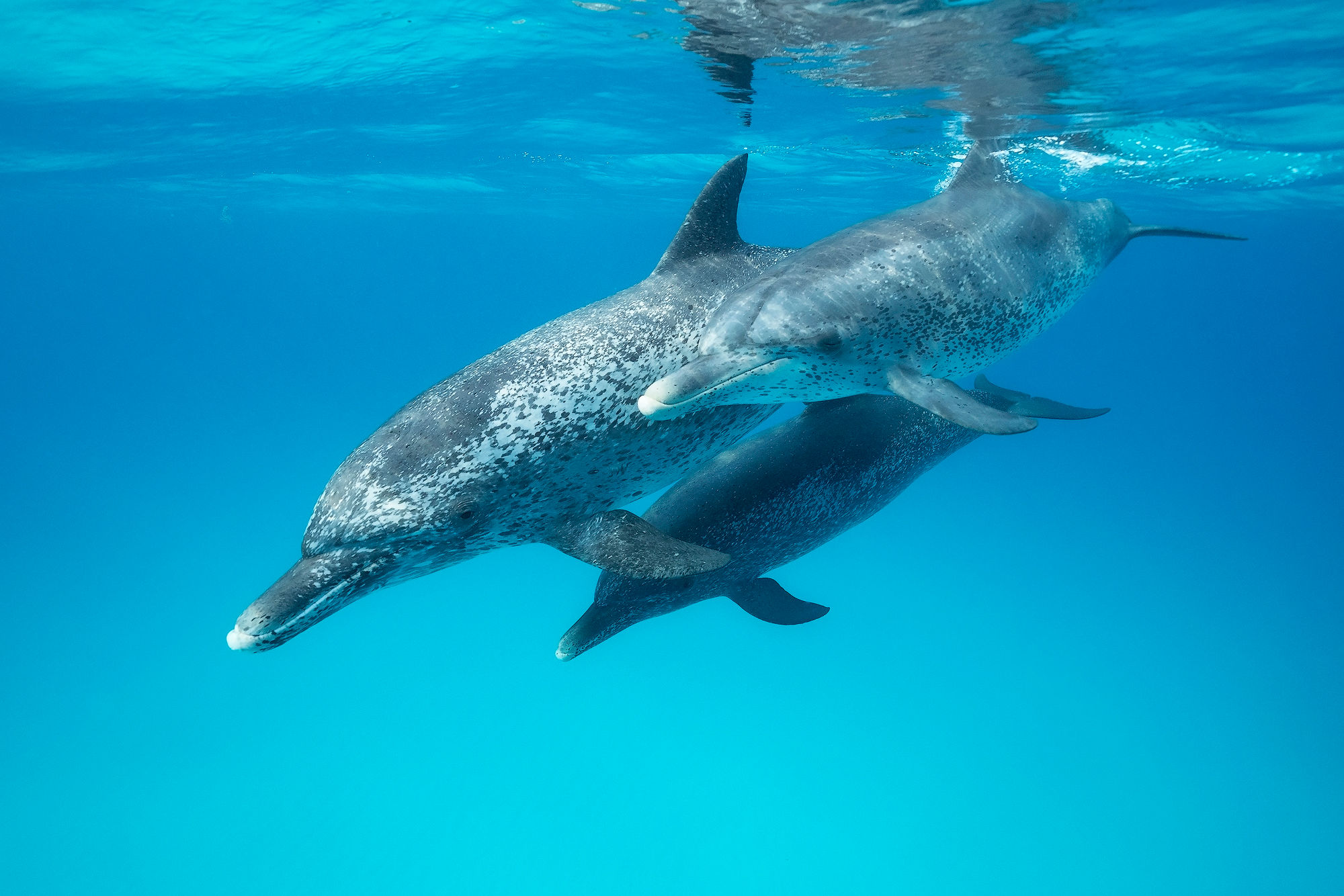 Trio of Dolphins - Matted Print