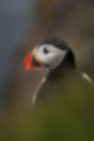 A puffin poses for a photo in stark detail during Chase Dekker's Iceland photography workshop.
