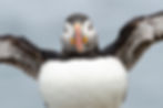 An Atlantic puffin puffs its chest out and ruffles its feathers to dry off after fishing on Chase Dekker's Iceland photography workshop.