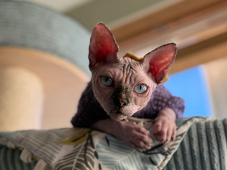 Adopt Only from Breeders Who Neuter First: Promoting Ethical Cats Breeding Practices.