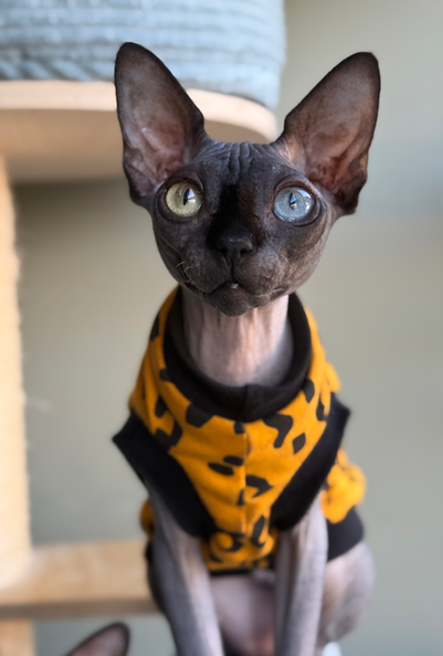 Odd-eyed Sphynx from IconicSX Cattery wearing patterned knit jumper.