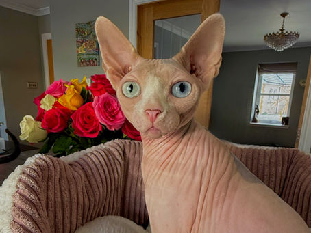 white spotted calico sphynx cay with odd eyes