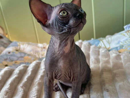 The Conscious Kitten: Growing Resilience Part 3 – Rhythm, regulation and trust