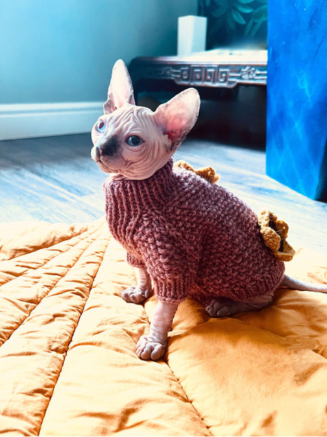Sphynx kitten sitting on quilt, part of GCCF approved IconicSX Cattery.