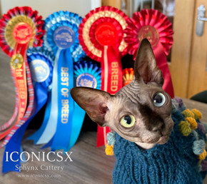 Iconicsx DBE & Odd Eyed Sphynx Cattery