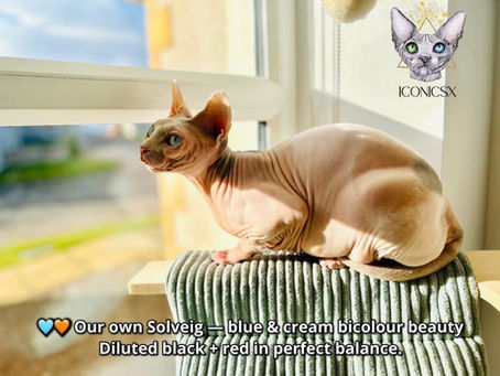 diluted calico sphynx cat