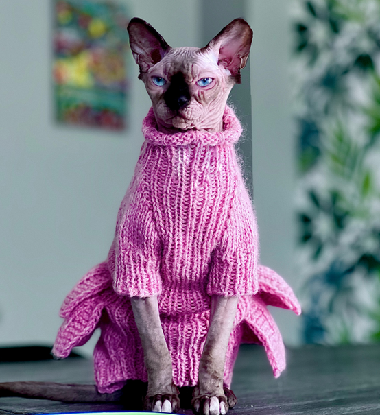 Sphynx cat bred by IconicSX, part of TICA Outstanding and GCCF approved cattery.