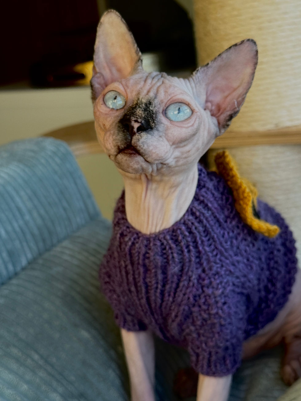 Iconicsx Kitten Black Tortie - dominant or recessive gene