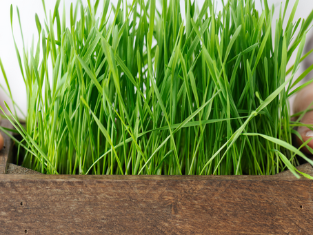 Wheatgrass for Telugu and Tamil Marriage Rituals: A Guide to Green Celebrations