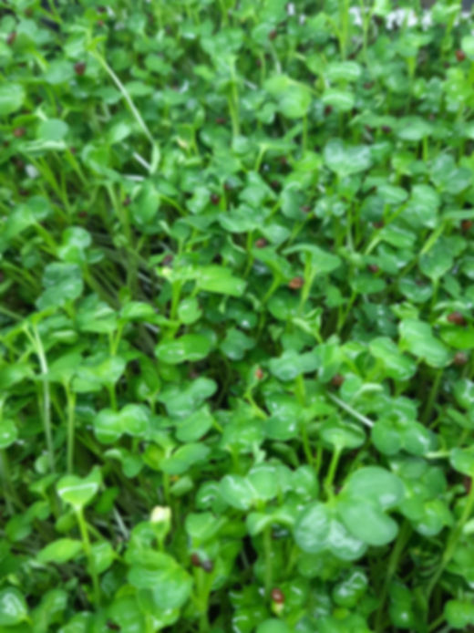 Fresh Mustard Microgreens Delivery in Bangalore