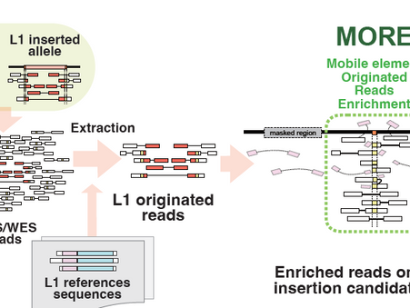 Frontiers in Bioinformatics誌に原著論文が受理されました