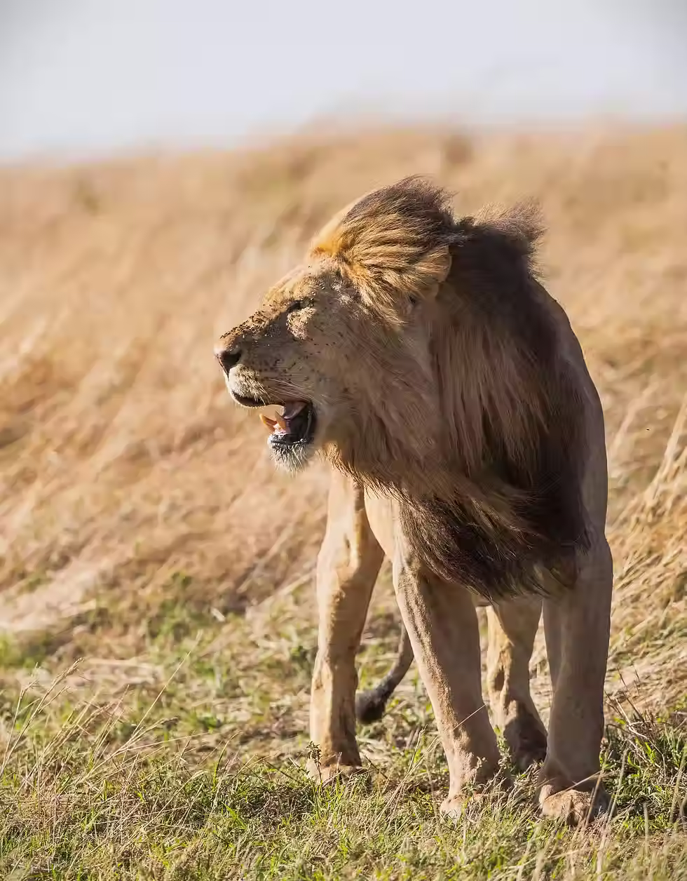 Expert guide leading a luxury East Africa safari lion tracking experience on the savanna
